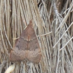 Uresiphita ornithopteralis (Tree Lucerne Moth) at Borough, NSW - 17 Jan 2023 by Paul4K