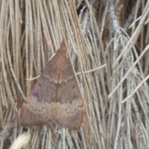 Uresiphita ornithopteralis at Borough, NSW - suppressed