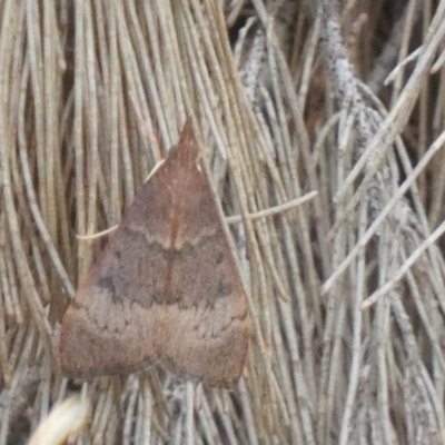 Uresiphita ornithopteralis (Tree Lucerne Moth) at QPRC LGA - 16 Jan 2023 by Paul4K