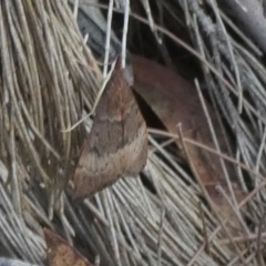 Uresiphita ornithopteralis at Borough, NSW - suppressed