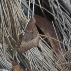 Uresiphita ornithopteralis at Borough, NSW - 17 Jan 2023