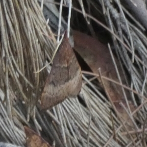 Uresiphita ornithopteralis at Borough, NSW - 17 Jan 2023