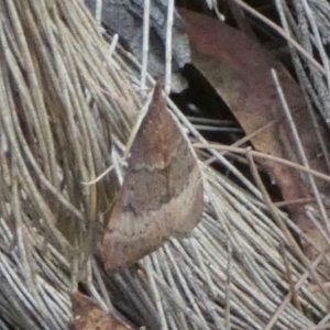 Uresiphita ornithopteralis at Borough, NSW - suppressed