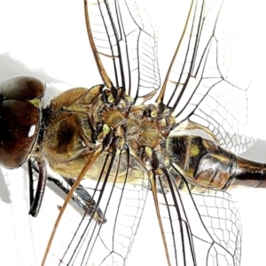 Anax papuensis at Goulburn, NSW - 18 Jan 2023