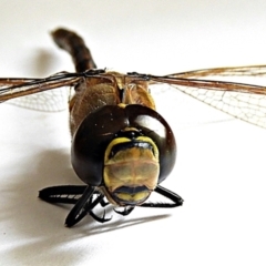 Anax papuensis at Goulburn, NSW - 18 Jan 2023