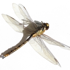 Anax papuensis at Goulburn, NSW - 18 Jan 2023 08:45 AM