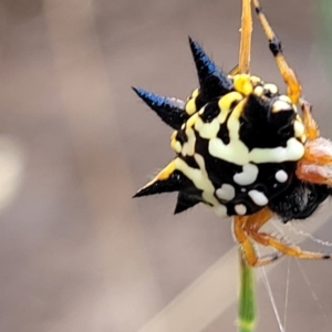 Austracantha minax at Franklin, ACT - 18 Jan 2023