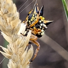 Austracantha minax at Franklin, ACT - 18 Jan 2023