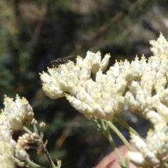 Tachinidae (family) (Unidentified Bristle fly) at Borough, NSW - 17 Jan 2023 by Paul4K