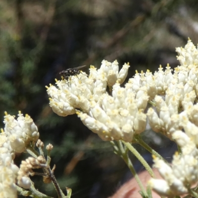 Tachinidae (family) (Unidentified Bristle fly) at Borough, NSW - 17 Jan 2023 by Paul4K