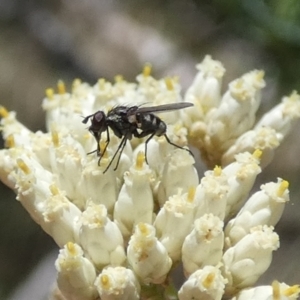 Tachinidae (family) at Borough, NSW - suppressed