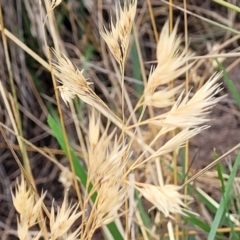 Rytidosperma sp. (Wallaby Grass) at Franklin, ACT - 17 Jan 2023 by trevorpreston