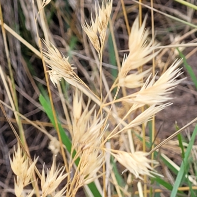 Rytidosperma sp. (Wallaby Grass) at Budjan Galindji (Franklin Grassland) Reserve - 17 Jan 2023 by trevorpreston
