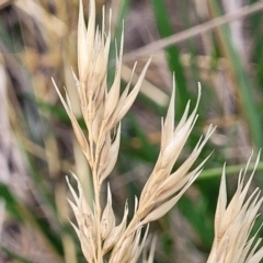 Rytidosperma sp. at Franklin, ACT - 18 Jan 2023