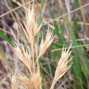 Rytidosperma sp. at Franklin, ACT - 18 Jan 2023