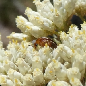 Ripiphoridae (family) at suppressed - 17 Jan 2023