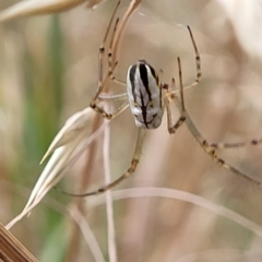 Leucauge dromedaria (Silver dromedary spider) at Franklin, ACT - 17 Jan 2023 by trevorpreston