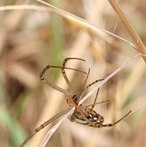 Leucauge dromedaria at Franklin, ACT - 18 Jan 2023 08:58 AM