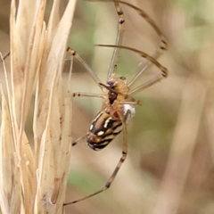 Leucauge dromedaria at Franklin, ACT - 18 Jan 2023 08:58 AM