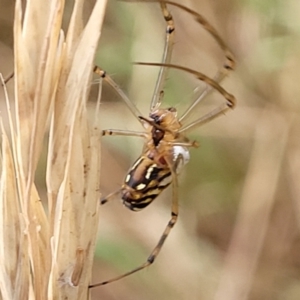 Leucauge dromedaria at Franklin, ACT - 18 Jan 2023 08:58 AM