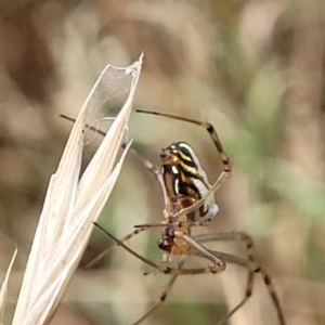 Leucauge dromedaria at Franklin, ACT - 18 Jan 2023 08:58 AM