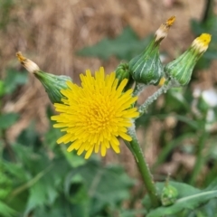 Sonchus oleraceus (Annual Sowthistle) at Franklin, ACT - 18 Jan 2023 by trevorpreston