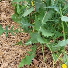 Sonchus oleraceus at Franklin, ACT - 18 Jan 2023 08:55 AM