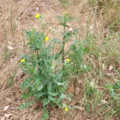 Sonchus oleraceus at Franklin, ACT - 18 Jan 2023