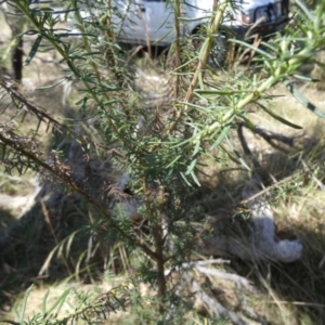 Cassinia aculeata at Borough, NSW - 17 Jan 2023