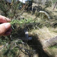 Cassinia aculeata at Borough, NSW - 17 Jan 2023