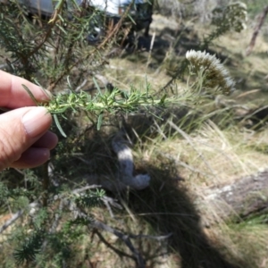 Cassinia aculeata at Borough, NSW - 17 Jan 2023