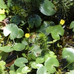 Nymphoides geminata at suppressed - 17 Jan 2023