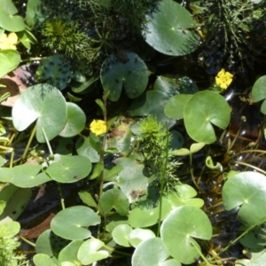 Nymphoides geminata at suppressed - 17 Jan 2023