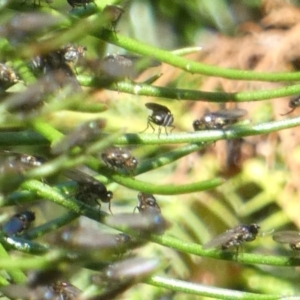 Diptera (order) at suppressed - 17 Jan 2023