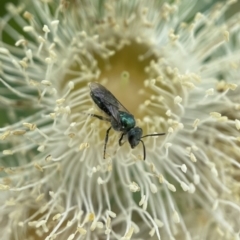 Homalictus caloundrensis at Broulee, NSW - 1 Jan 2023 by PeterA