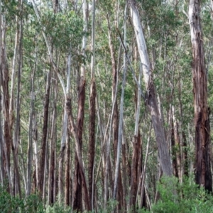 Eucalyptus delegatensis subsp. delegatensis at Cotter River, ACT - 13 Mar 2021