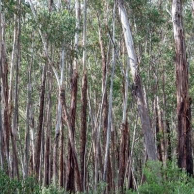 Eucalyptus delegatensis subsp. delegatensis (Alpine Ash) at Namadgi National Park - 13 Mar 2021 by Philip