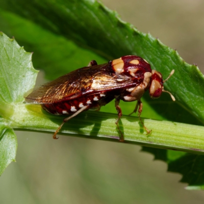 Pergagrapta polita (Sawfly) at Booth, ACT - 17 Jan 2023 by DPRees125