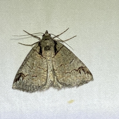 Austroterpna paratorna (Rounded Grey (Geometrinae)) at Jerrabomberra, NSW - 14 Jan 2023 by SteveBorkowskis