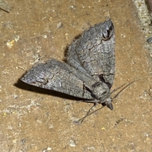 Austroterpna paratorna at suppressed - 14 Jan 2023