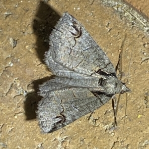 Austroterpna paratorna at suppressed - 14 Jan 2023