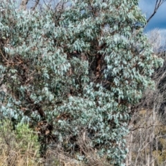 Eucalyptus cinerea subsp. triplex (Blue Gum Hill Argyle Apple) at Tennent, ACT - 26 Apr 2022 by Philip