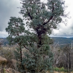 Eucalyptus cinerea subsp. triplex at Tennent, ACT - 26 Apr 2022