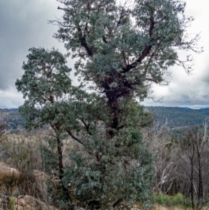 Eucalyptus cinerea subsp. triplex at Tennent, ACT - 26 Apr 2022