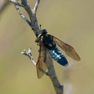 Pergagrapta sp. (genus) at Booth, ACT - 17 Jan 2023 01:41 PM