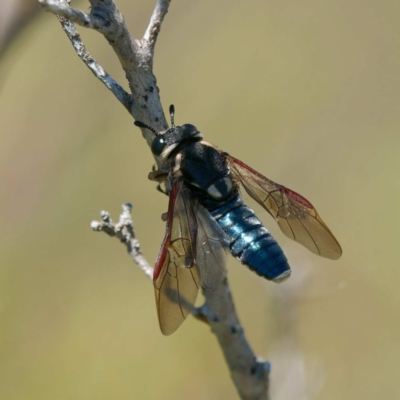 Pergagrapta sp. (genus) (A sawfly) at Booth, ACT - 17 Jan 2023 by DPRees125