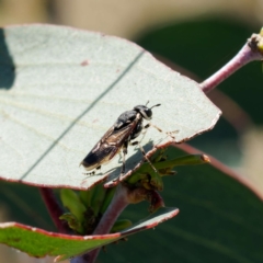 Pergagrapta sp. (genus) at Booth, ACT - 17 Jan 2023 01:41 PM