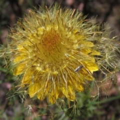 Xerochrysum viscosum (Sticky Everlasting) at Latham, ACT - 8 Jan 2023 by pinnaCLE