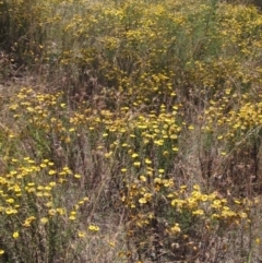 Xerochrysum viscosum at Latham, ACT - 8 Jan 2023