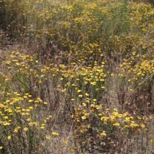 Xerochrysum viscosum at Latham, ACT - 8 Jan 2023